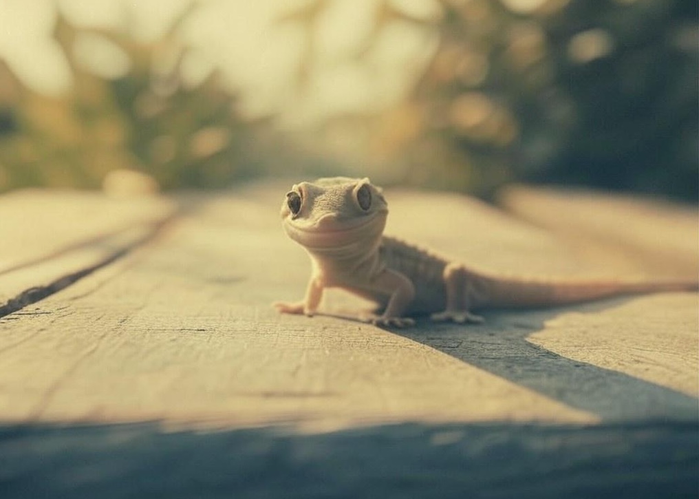 Friendly gecko